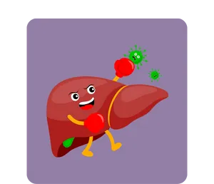 Liver